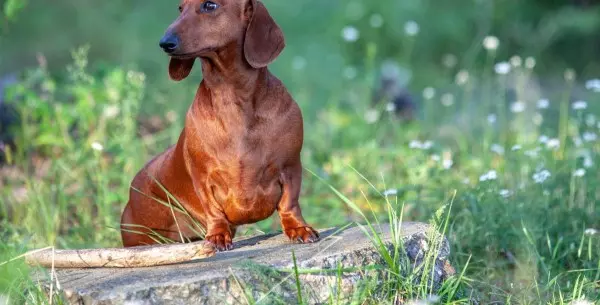 ¿Es cierto que se quieran prohibir los perros salchicha?